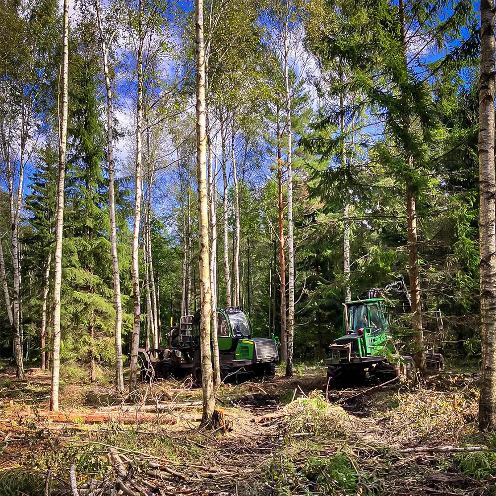 Harvesters un forvarders darbā bērzu un egļu mežā